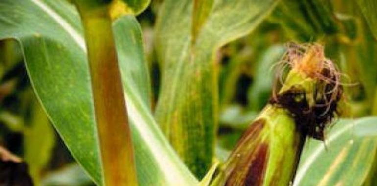 Consejería y Serida avanzan un acuerdo para exportación agroalimentaria a Angola