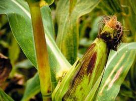 Consejería y Serida avanzan un acuerdo para exportación agroalimentaria a Angola