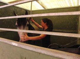 Equimur reúne a los mejores caballos de pura raza española e hispanoárabe 