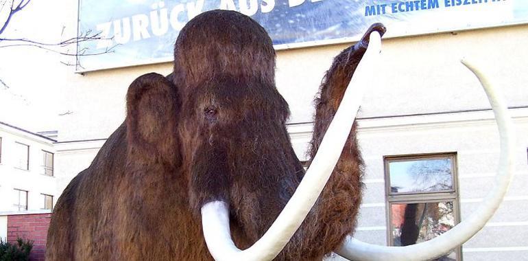 El mamut lanudo volverá sobre la Tierra