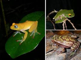 La fauna de Madagasgar llegó por dispersiones oceánicas tras la separación de los continentes 