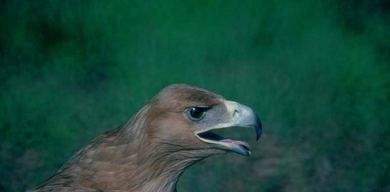 Rescatan dos pollos de águila imperial ibérica en peligro en Cabañeros 