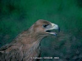 Rescatan dos pollos de águila imperial ibérica en peligro en Cabañeros 