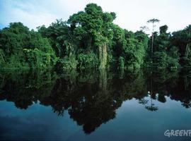 La Amazonia brasileña perdió una superficie mayor que Francia en los últimos 40 años