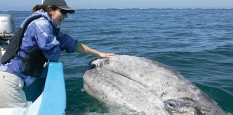 Bárbara, una de las últimas ballenas grises, cruza el Pacífico luchando por la vida (VÍDEO)