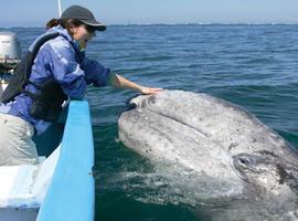\Bárbara\, una de las últimas ballenas grises, cruza el Pacífico luchando por la vida (VÍDEO)