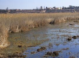 Actuaciones de mejora del hábitat para el avetoro en la laguna de Sariñena