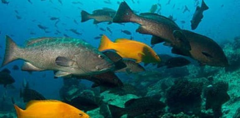 Habitantes de Cabo Pulmo (México) piden a la Cam y a Hansa Urbana que no destruyan su Parque Nacional 