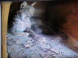 Nacen los tres primeros cachorros de lince ibérico en cautividad