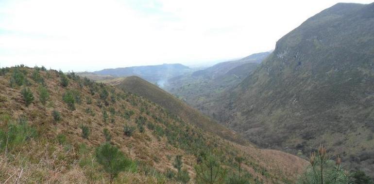Principado y Lllanes reponen plantones de pino en la Sierra de Purón y de encina y laurel entre Celorio y Poo