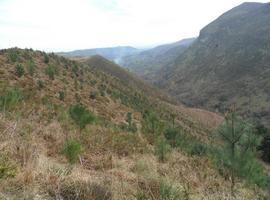 Principado y Lllanes reponen plantones de pino en la Sierra de Purón y de encina y laurel entre Celorio y Poo