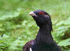 Medio Ambiente y Medio Rural y Marino impulsan la recuperación del urogallo en el Pirineo catalán