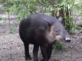 Encuentran un tapir y un bóvido de 3,3 millones de años en Gerona