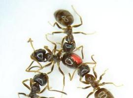 Las hormigas se lamen unas a otras para curarse