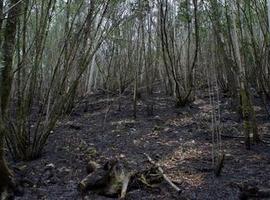 Lo que el fuego se llevó en Fragas do Eume