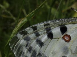 Murciélagos y mariposas en el Parque Nacional de Ordesa y Monte Perdido 