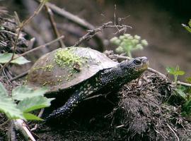Galicia quiere recuperar la tortuga común, la píllara de dunas y la escribenta das canaveiras