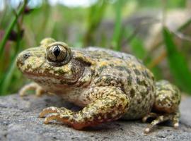 El tráfico perjudica a los anfibios asturianos