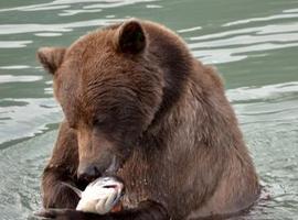 Pescar menos salmones beneficiaría a osos y humanos