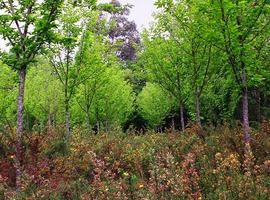 Las Comunidades Autónomas del Noroeste de España se reúnen para potenciar el sector forestal 