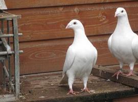 Se mantiene el misterio de cómo se orientan los pájaros