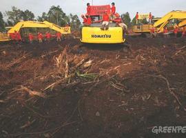 Indonesia permitirá deforestar decenas de millones de hectáreas de selva tropical