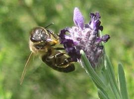 la UE reconoce la vital contribución de la apicultura para frenar la pérdida de biodiversidad