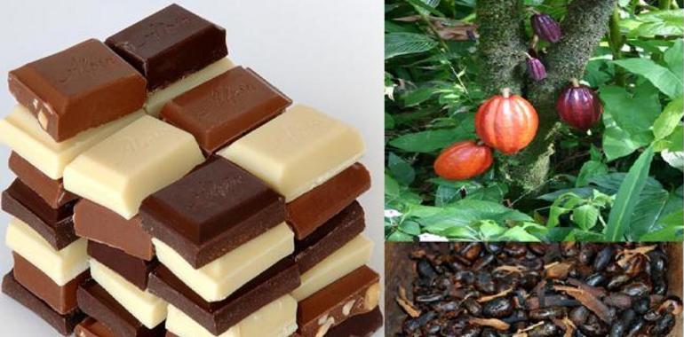 Chocolate on verge of extinction: Report