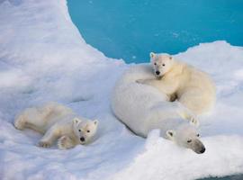 Los osos polares son unas cinco veces más antiguos de lo que se creía 