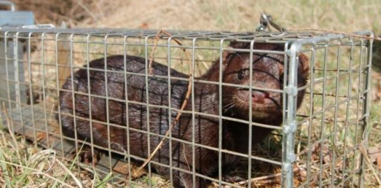 Aragón forma a sus técnicos en la lucha contra las especies exóticas invasoras