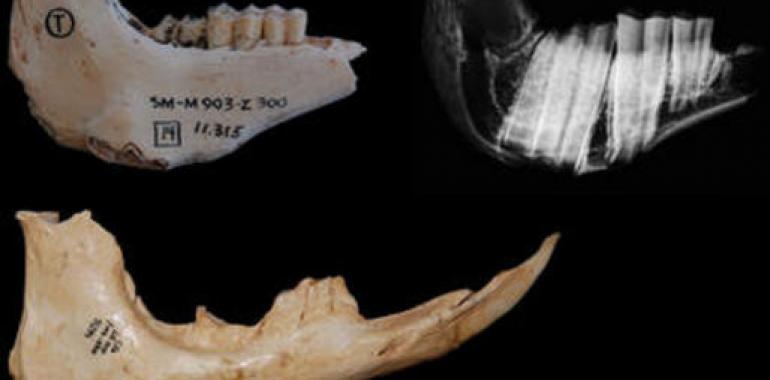 Las especies con dientes más altos eran más longevas