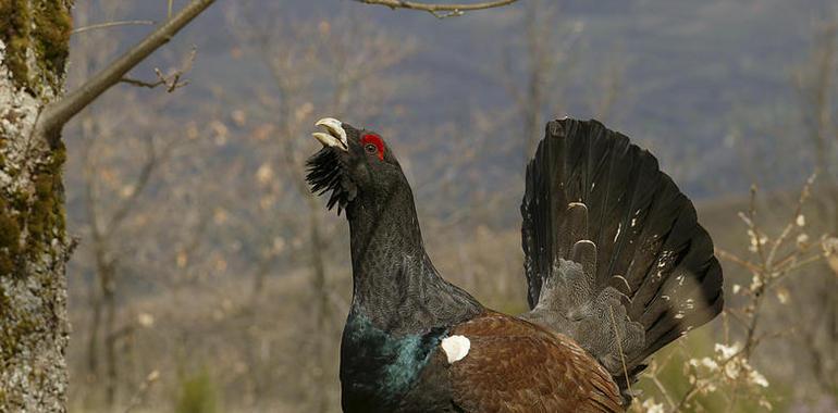 Un millar de alumnos se acercan al urogallo a través del Proyecto Life Urogallo Cantábrico