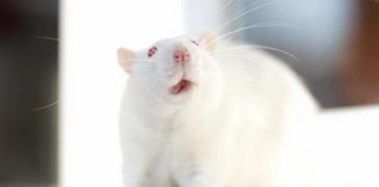 Experimentación animal para cosméticos, ¿una cosa del pasado