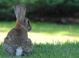 Un estudio defiende que el pico de población de conejos se autorregulará sin adoptar medidas agresivas