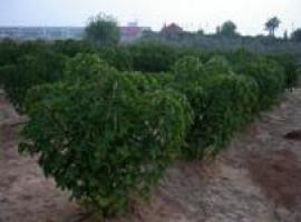 Riego con agua residual depurada para producir biocombustible 