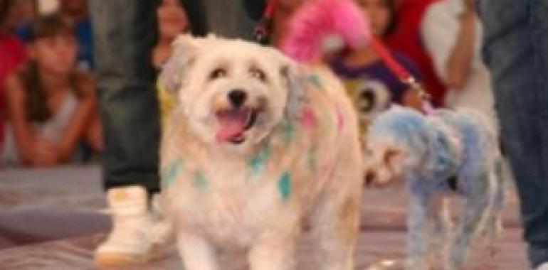 San Martín sancionará el incumplimiento de la ordenanza de perros