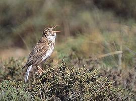 SEO/BirdLife organiza encuentros con agricultores para mejorar el hábitat de las aves esteparias