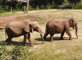 Reunión para potenciar la conservación de la biodiversidad en África