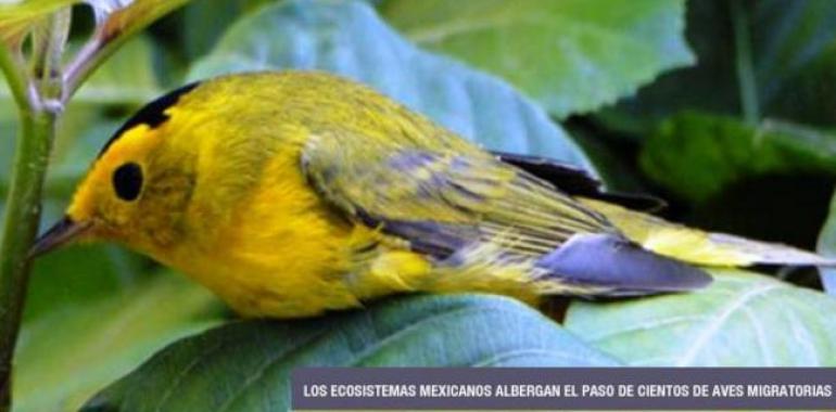 Más de 200 especies de aves atraviesan territorio mexicano en su trayecto por el continente