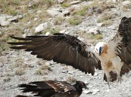 Atilano, el quebrantahuesos nacido en cautividad en Aragón, prepara su estancia en Picos de Europa