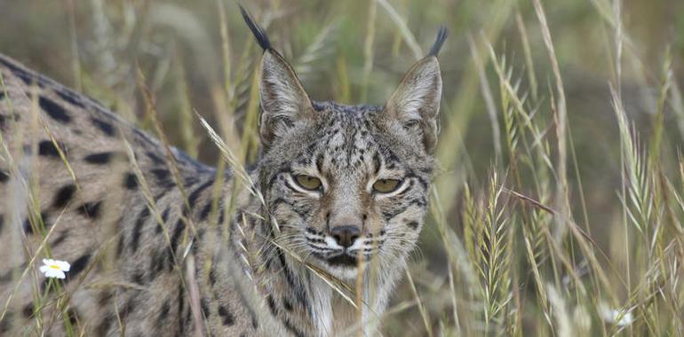 WWF pide que el acuífero de Doñana se declare ‘sobreexplotado’