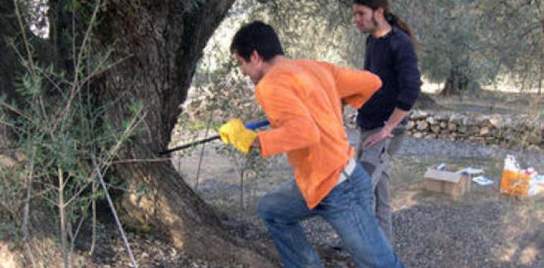 Los olivos milenarios de la Península Ibérica rejuvenecen