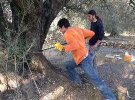 Los olivos milenarios de la Península Ibérica rejuvenecen