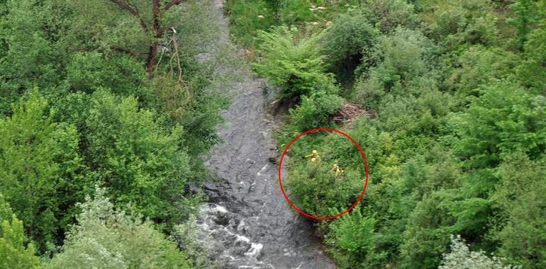 Rescatado un pescador en el Narcea, en Láneo, tras una crecida inesperada por turbinación en la Central