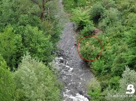 Rescatado un pescador en el Narcea, en Láneo, tras una crecida inesperada por turbinación en la Central