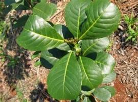 Aseguran que la yerba mate previene la perdida de glóbulos rojos en la sangre