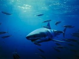 Costa Rica reitera compromiso contra desaleteo tiburones