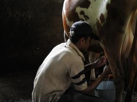 La peste bovina no matará más