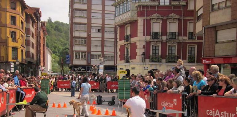 Langreo acoge una exhibición de perros guía