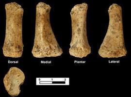 Descubren el primer resto óseo neandertal en uno de los yacimientos del Alto Valle del Jarama 